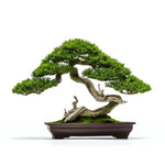 Alene bonsai tree