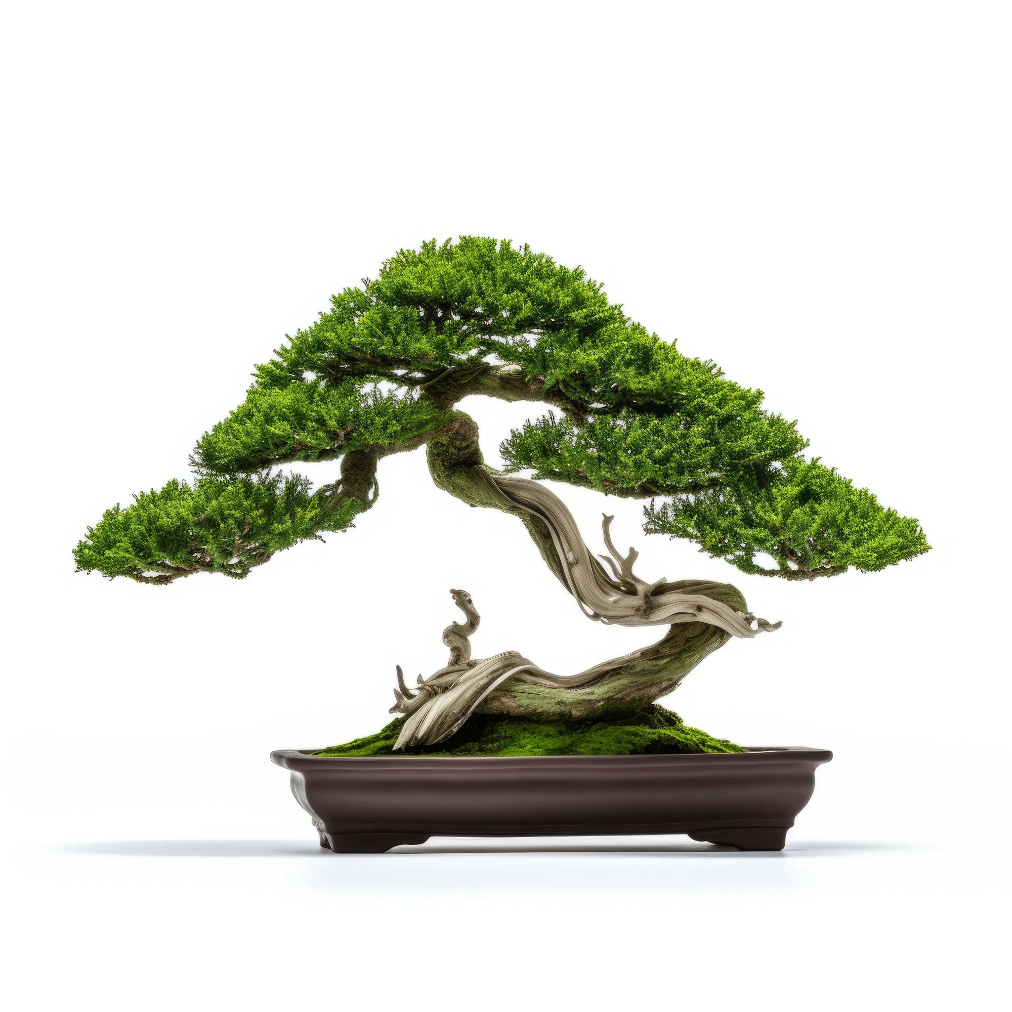 Alene bonsai tree