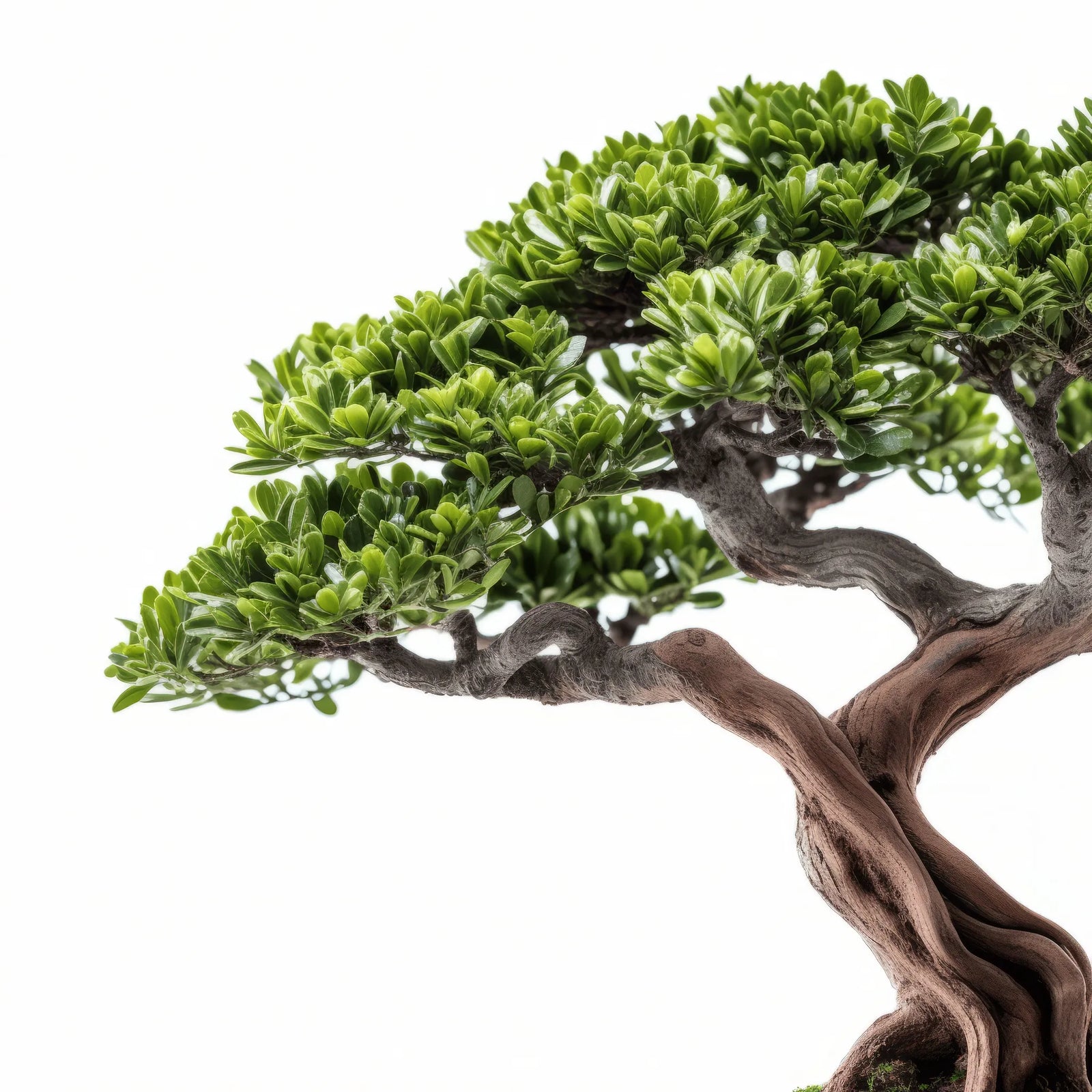 Aida bonsai tree