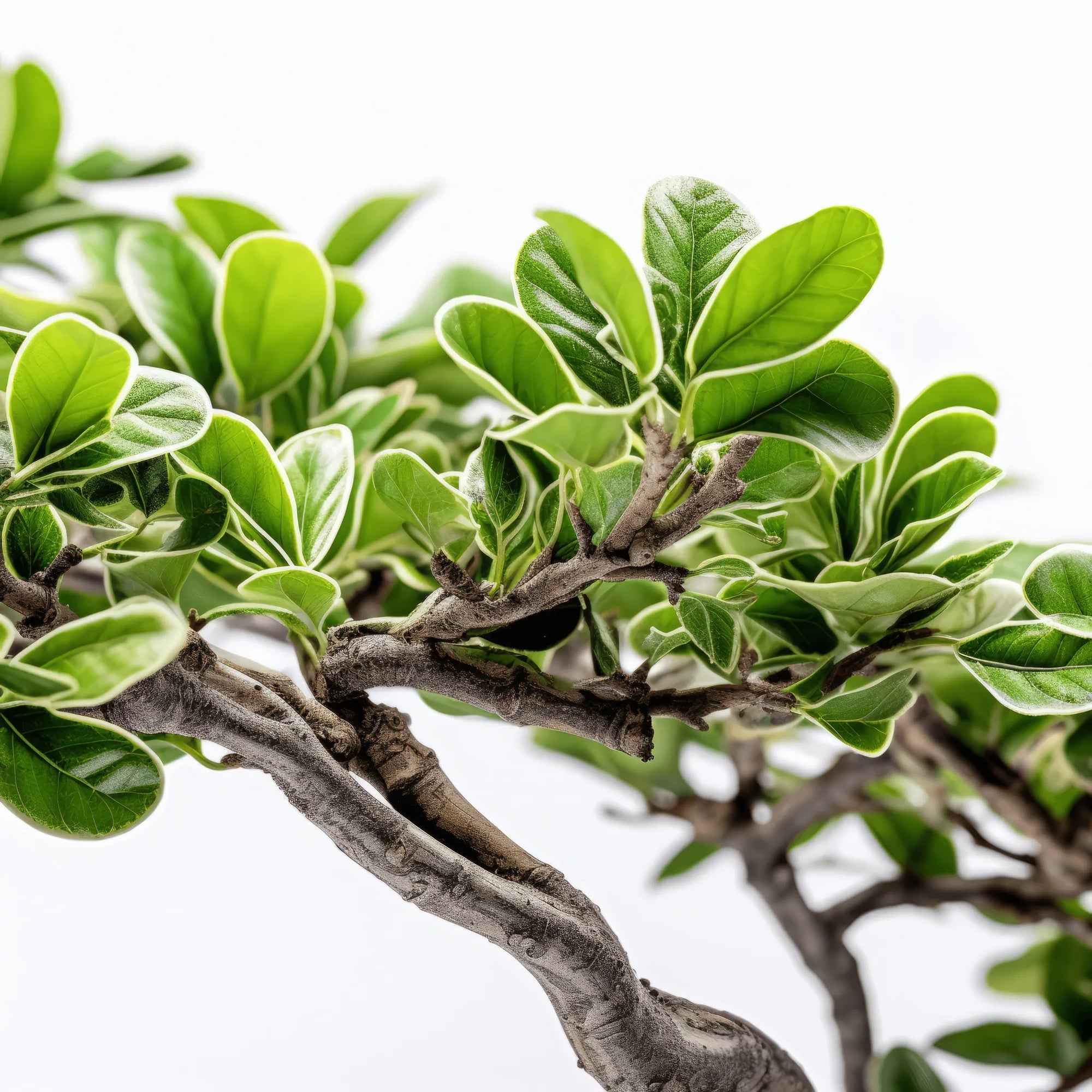 Ailbhe bonsai tree