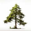 Aedan cedar tree