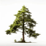 Aedan cedar tree