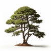 Aisha cedar tree