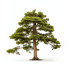 Adina cedar tree