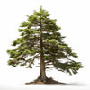 Alton cedar tree