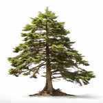 Alton cedar tree