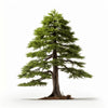 Almira cedar tree