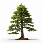 Almira cedar tree