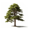 Amity cedar tree
