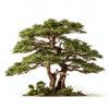 Adelle cedar tree