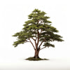 Anya cedar tree