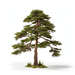 Addison cedar tree