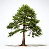 Alberta cedar tree