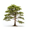 Annika cedar tree