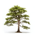 Annika cedar tree