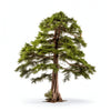 Amaris cedar tree
