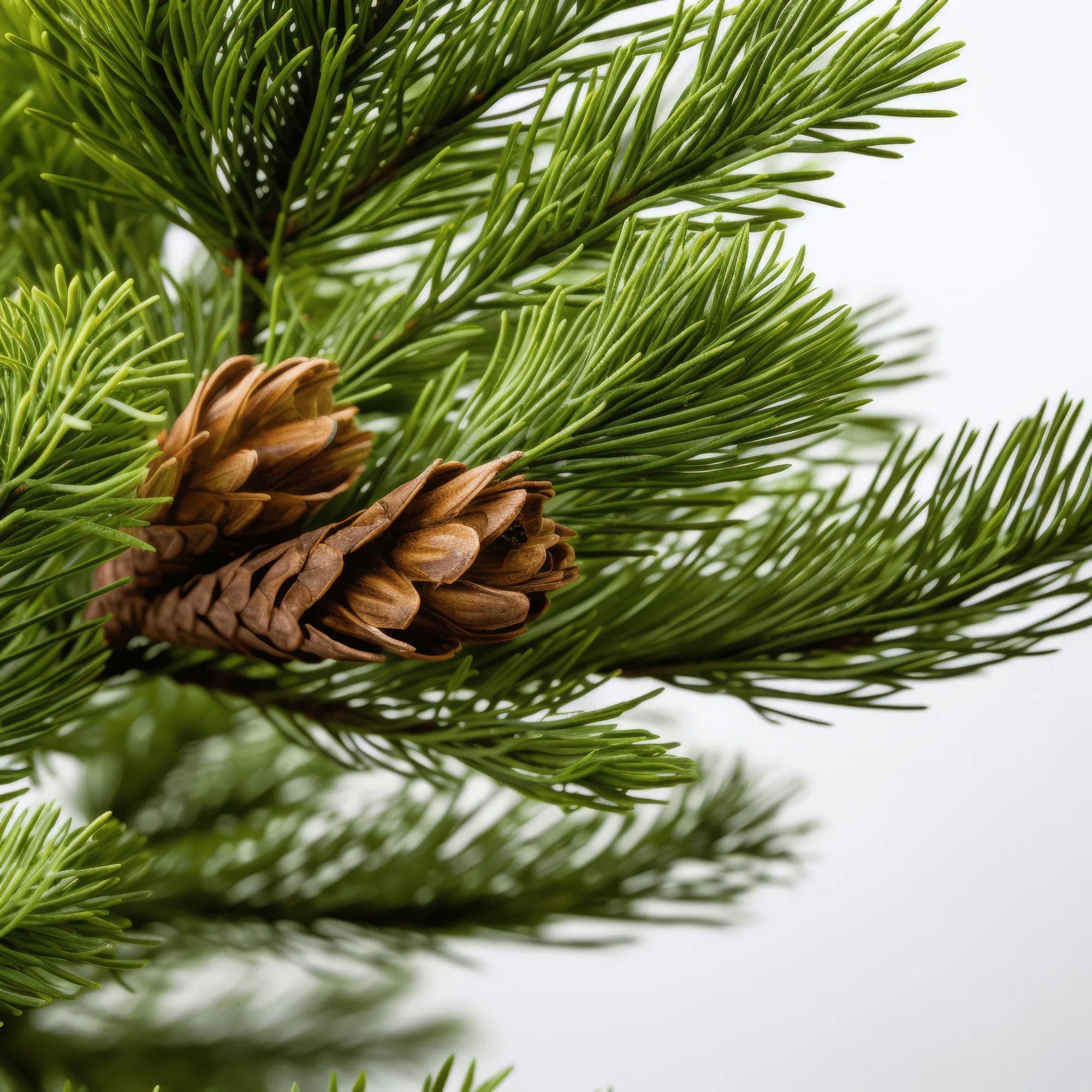 Alberta cedar tree