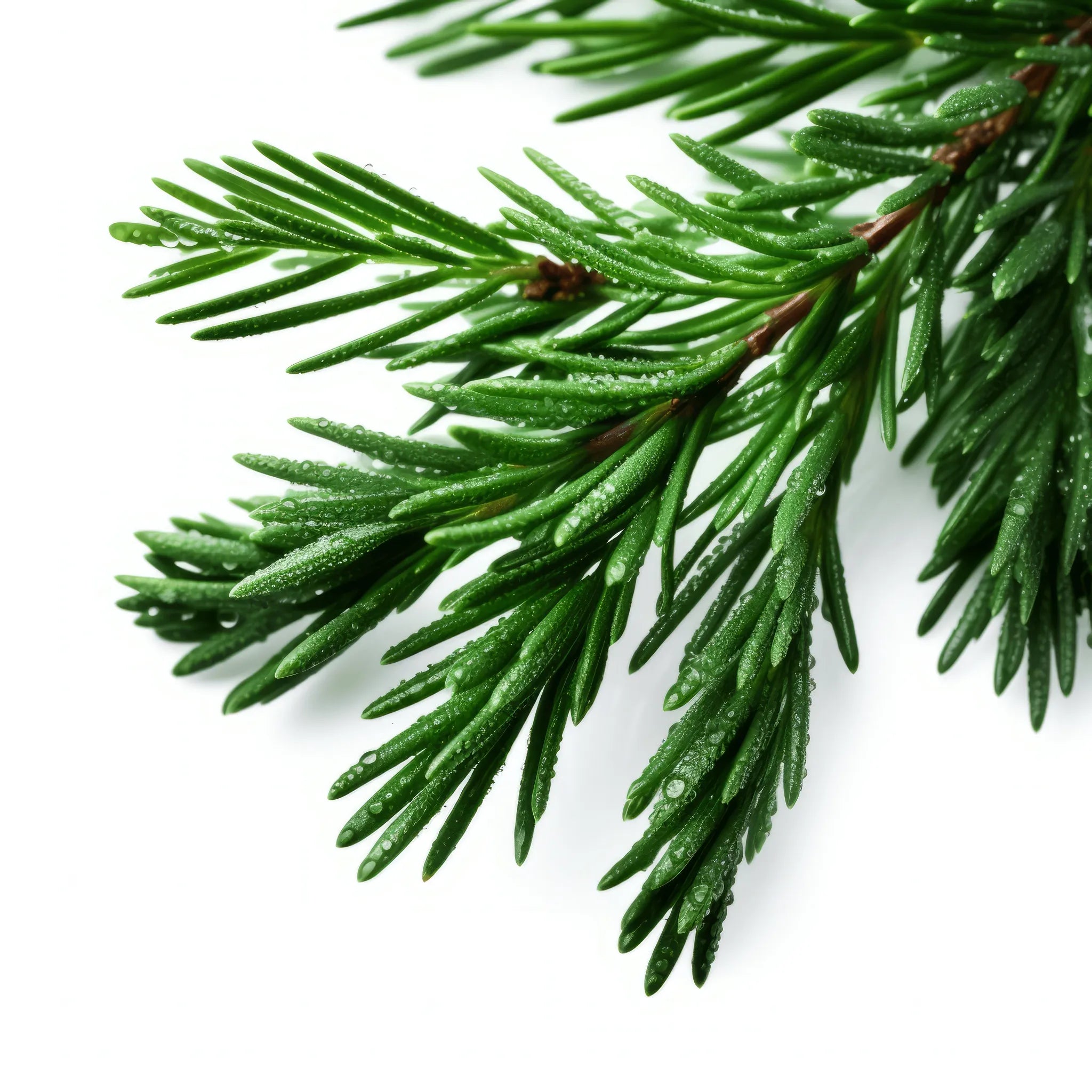 Aisha cedar tree