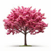 Aliza cherry tree