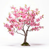 Akiko cherry tree