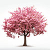 Amaryllis cherry tree