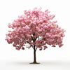 Abel cherry tree