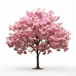 Abel cherry tree