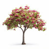 Anouk cherry tree
