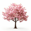 Arno cherry tree