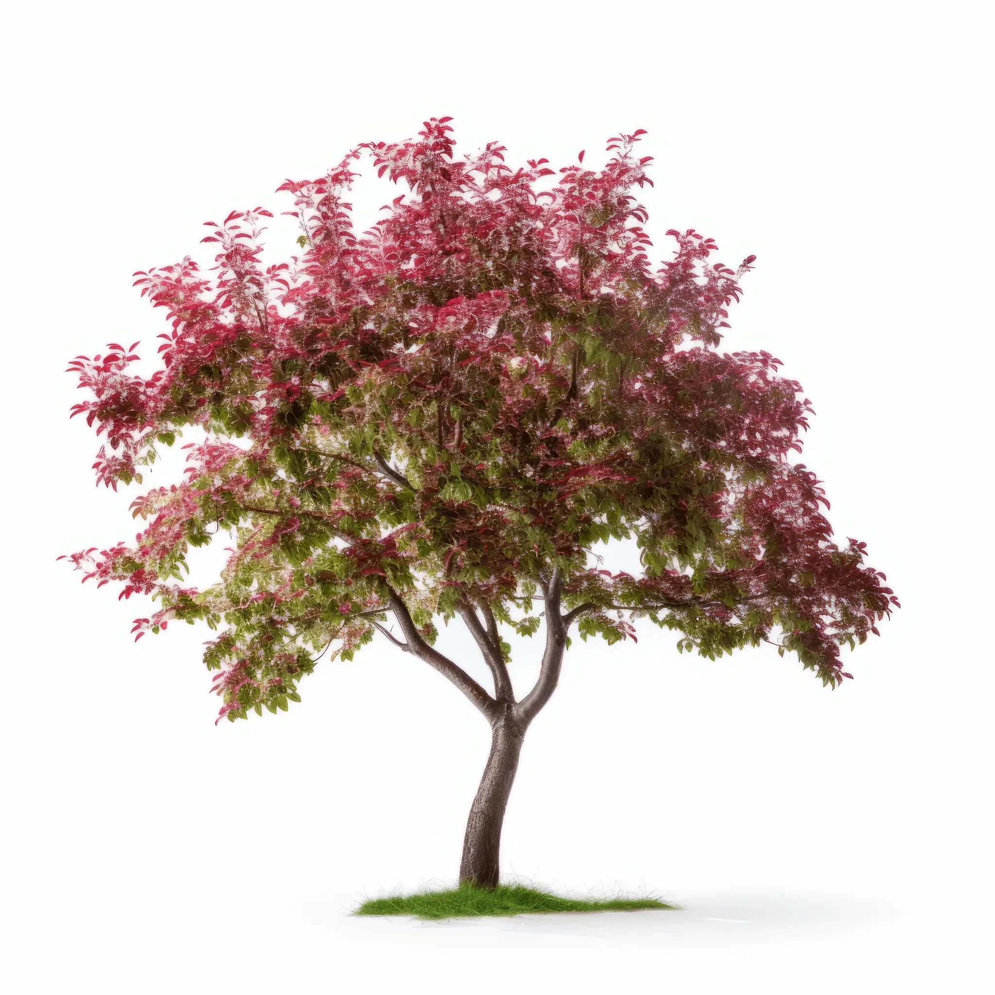 Ariana cherry tree