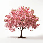 Alfonso cherry tree