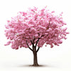 Anabel cherry tree