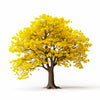 Aeron ginkgo tree