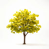 Anita ginkgo tree