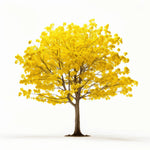 Ariana ginkgo tree