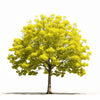 Alaric ginkgo tree