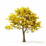 Annelise ginkgo tree