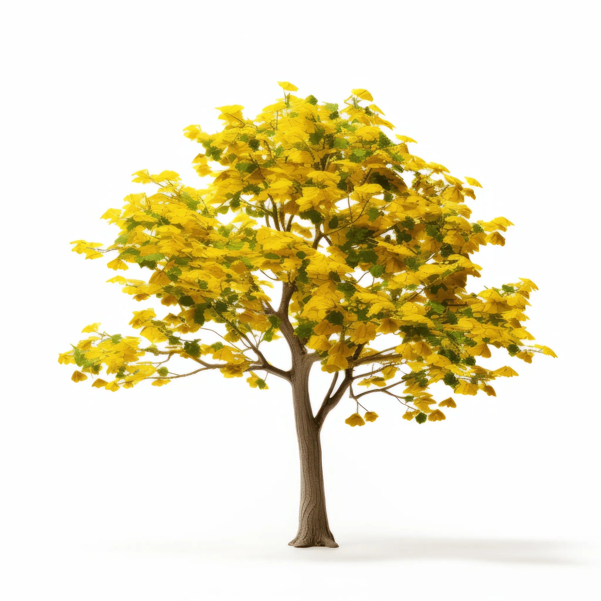 Annelise ginkgo tree
