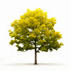 Arlen ginkgo tree