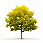 Arlen ginkgo tree