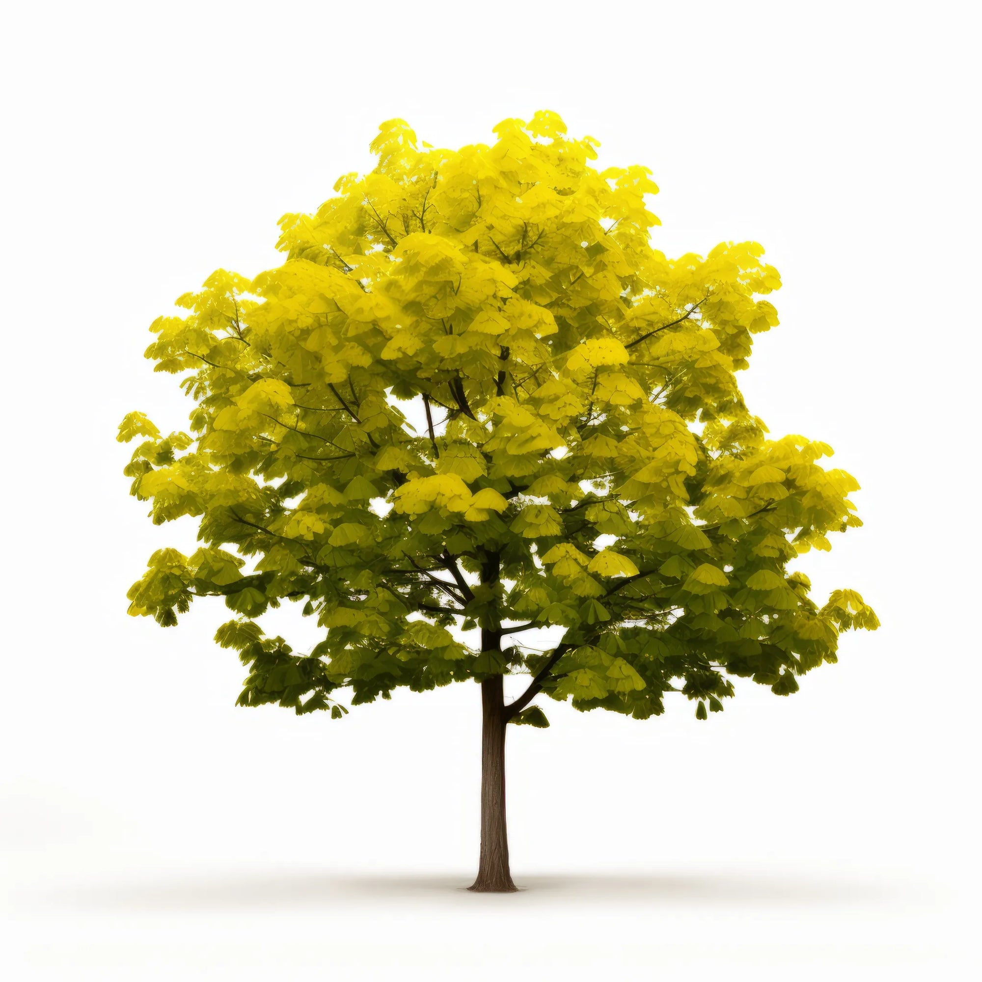 Arlen ginkgo tree