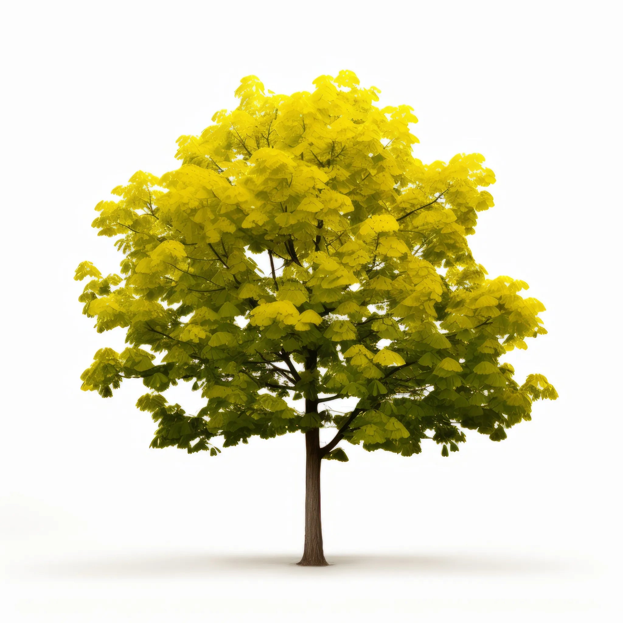 Arlen ginkgo tree
