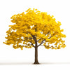 Alyssa ginkgo tree