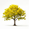Anoushka ginkgo tree