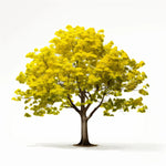 Anoushka ginkgo tree