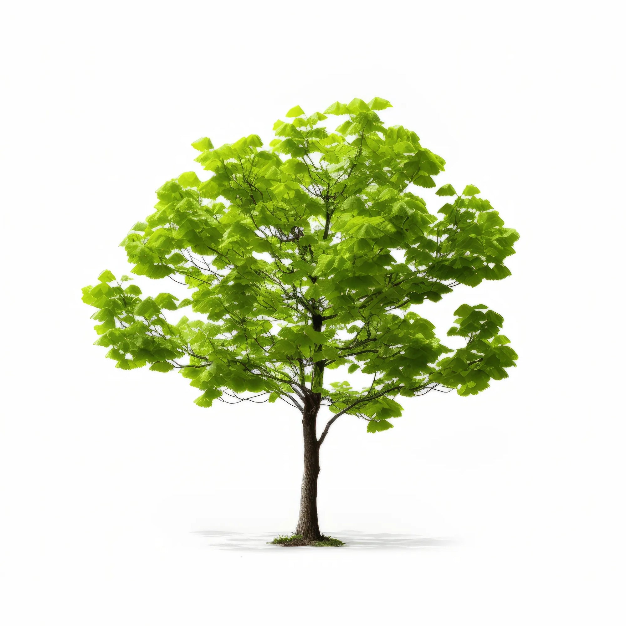 Anais ginkgo tree
