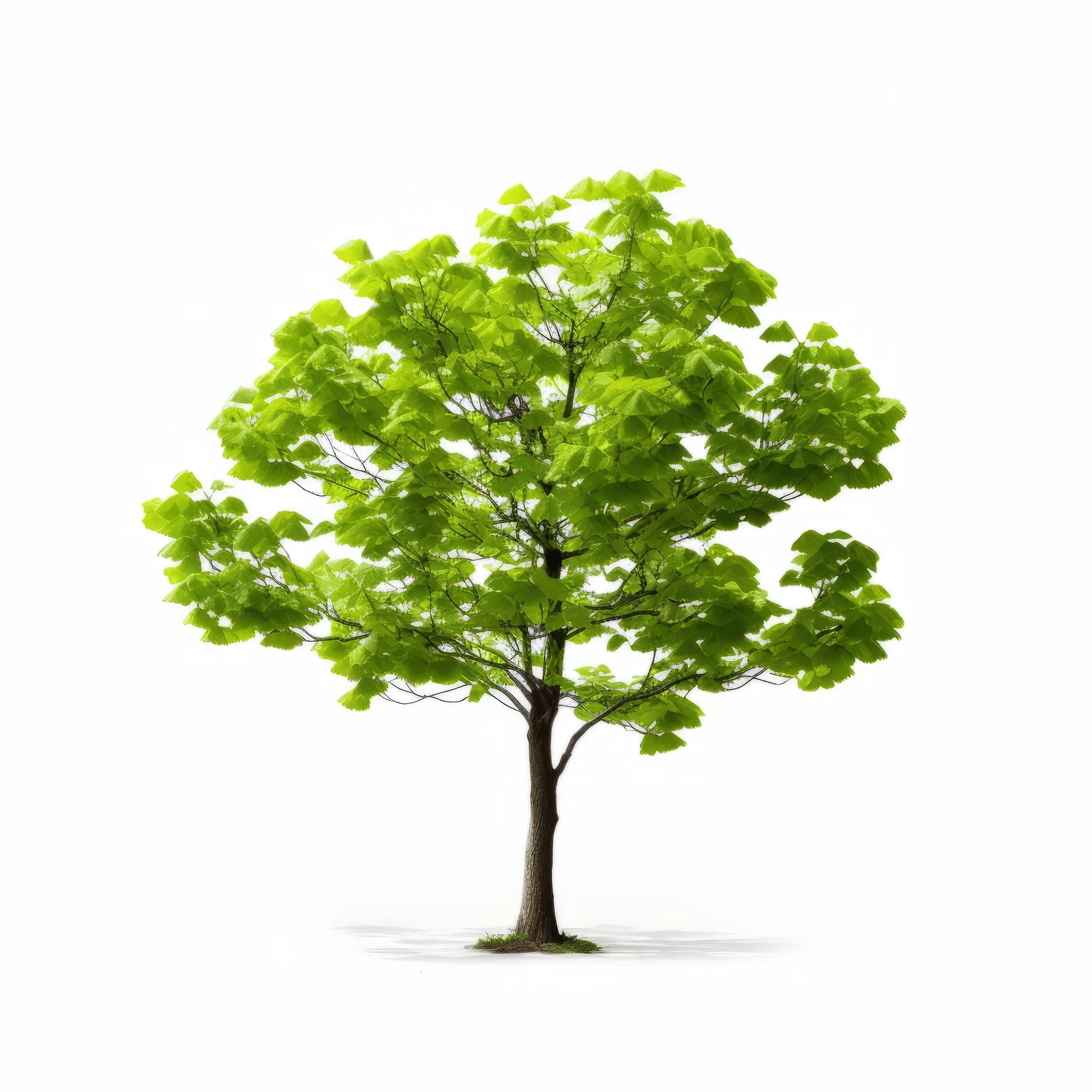 Anais ginkgo tree