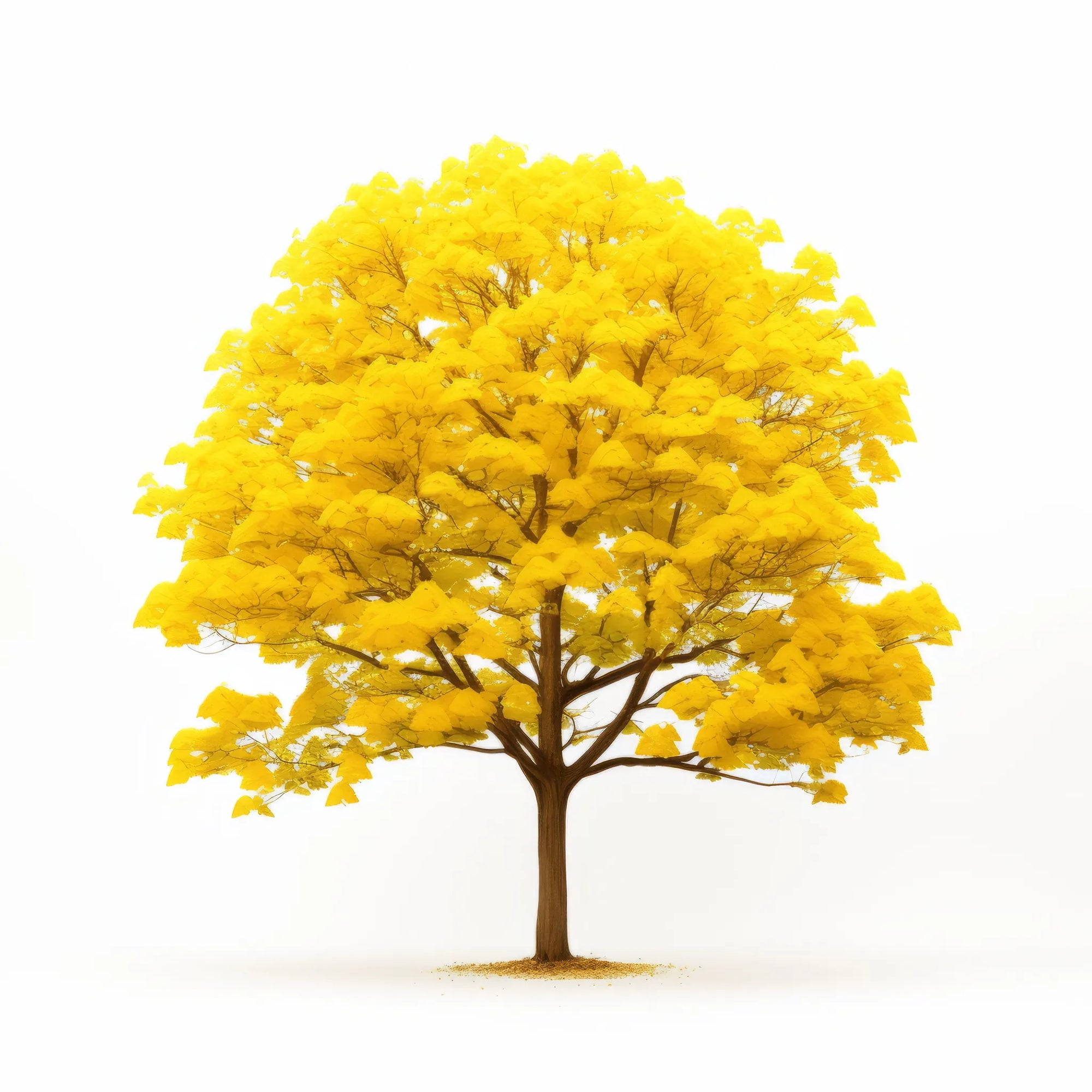 Aedan ginkgo tree