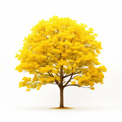 Aedan ginkgo tree
