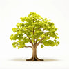 Amina ginkgo tree